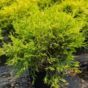 Golden Mop Cypress (Chamaecyparis pisifera 'Golden Mop)