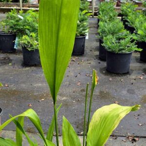 Cast Iron Plant (Aspidistra elatior)