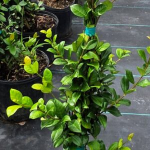Confederate Jasmine (Trachelospermum jasminoides)