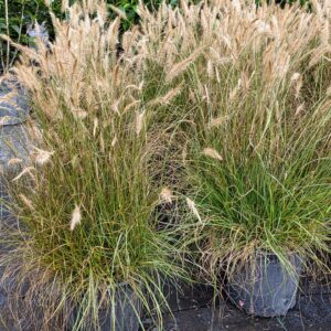 Dwarf Hameln Grass (Pennisetum alopecuroides 'Hameln')