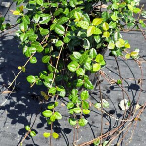 A leafy green creeping plant with shiny leaves grows in a black pot on a black tarp outdoors, sunlight highlighting its vibrant foliage.