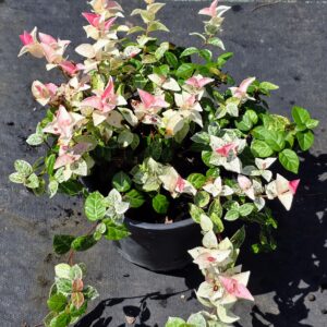 A potted plant with variegated leaves and pink-tipped, white bracts, sitting on a black outdoor surface in bright sunlight.
