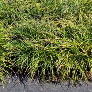 Dense clumps of green ornamental grass growing outdoors, with long, narrow leaves and some yellowish tips, against a dark ground covering.