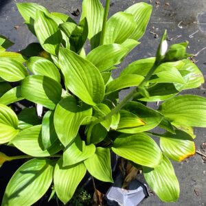 Bright green hosta plant with broad, ribbed leaves and a tall flower stalk, growing in sunlight on a black ground cover.
