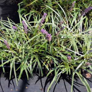 Variegated liriope plants with long green and white leaves and purple flower spikes growing in containers on a black ground cover.