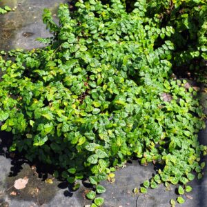 A dense mat of small, shiny green heart-shaped leaves growing on creeping vines over a dark ground cover fabric, illuminated by bright sunlight.