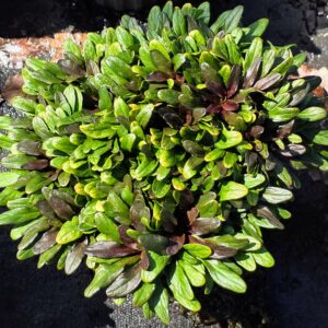 Dense cluster of green and purple-tinged leaves growing on dark soil, lit by sunlight.