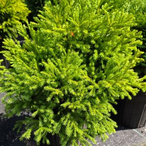 A vibrant green conifer shrub with dense, needle-like foliage in a black nursery pot, displayed outdoors on a sunny day.