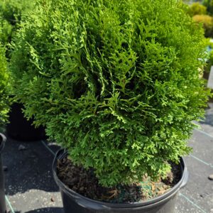 A round, bushy green shrub in a black plastic pot, displayed outdoors on a sunny day with other similar plants in the background.