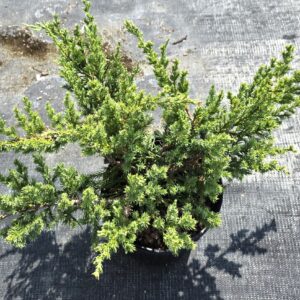 A small juniper shrub with dense green branches in a black plastic pot, placed on a gray textured outdoor surface.