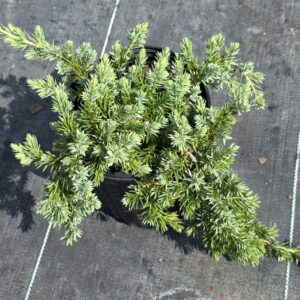 A small evergreen shrub with needle-like foliage in a black pot, placed on a dark textured surface outdoors.