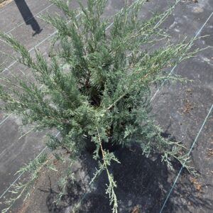 A potted juniper plant with long, green needle-like branches sits on black landscape fabric outdoors, partially in sunlight.