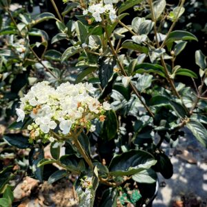 A potted plant with clusters of small white flowers and dark green leaves, outdoors under sunlight, surrounded by similar plants.