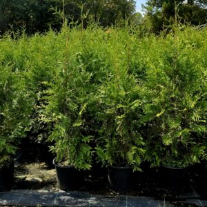Several potted evergreen shrubs lined up outdoors at a nursery, surrounded by lush greenery and shaded by trees in the background.