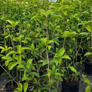 Several potted young green plants with elongated leaves are grouped together outdoors under a partly cloudy sky in a nursery setting.