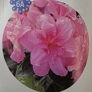 Close-up of a vibrant pink azalea flower, with ruffled petals and speckled patterns, labeled as hardy to USDA zone 6A.