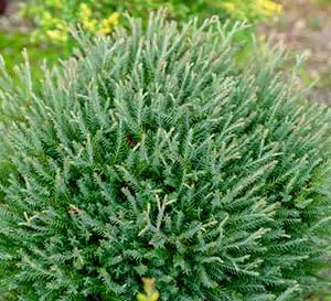 Pancake Arborvitae (Thuja occidentalis 'Concesarini')