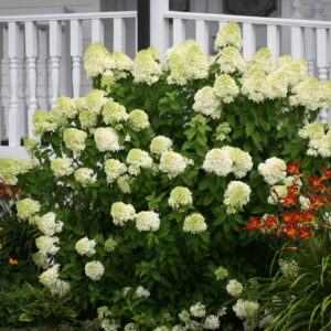 Limelight Hydrangea (Hydrangea paniculata)