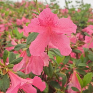 Pride of Mobile Azalea (Rhododendron indicum 'Pride of Mobile')