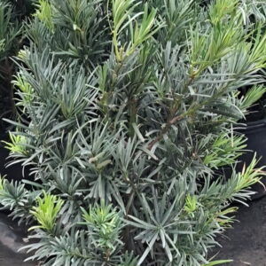 Podocarpus "Maki" (Podocarpus macrophyllus var. maki)