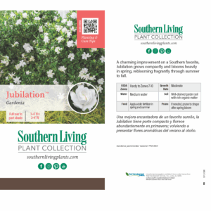 Jubilation Gardenia (Gardenia jasminoides 'Leeone')