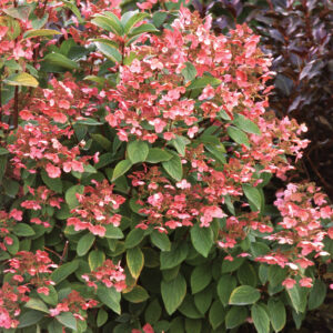 Quick Fire Hydrangea (Hydrangea paniculata)