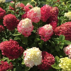 Little Lime Punch Hydrangea (Hydrangea paniculata)
