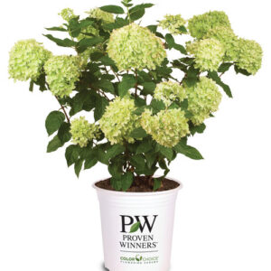 Little Lime Hydrangea (Hydrangea paniculata 'Jane')