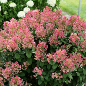 Little Quick Fire Hydrangea (Hydrangea paniculata)