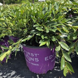 Vintage Jade Distylium ( Distylium myricoides x racemosum)