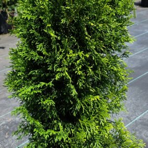Emerald Arborvitae ( Thuja occidentalis 'Smaragd')