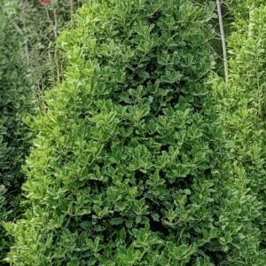 A lush, green, cone-shaped bush with dense foliage, surrounded by other greenery and trees in a garden setting.