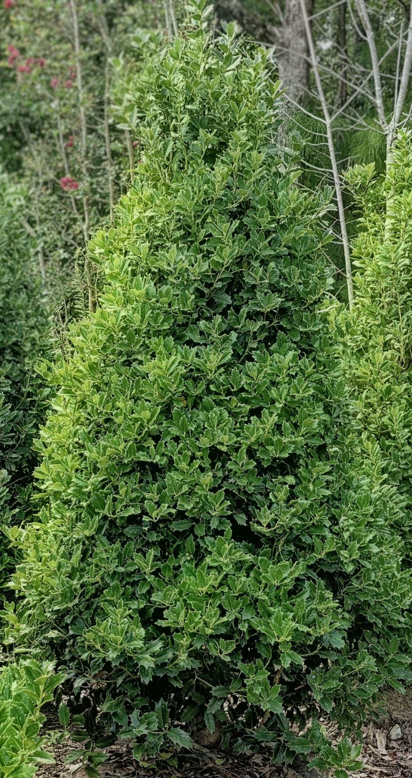A lush, green, cone-shaped bush with dense foliage, surrounded by other greenery and trees in a garden setting.