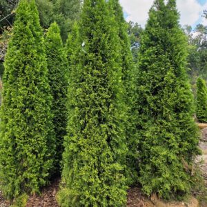 Trees