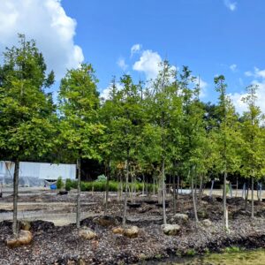Young trees with root balls are lined up in a nursery under a blue sky with scattered clouds.