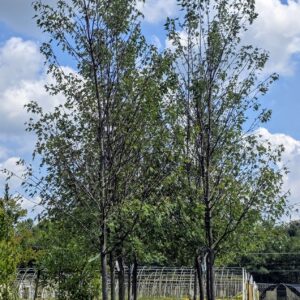 Several young trees planted in soil rows with a greenhouse structure in the background, under a partly cloudy blue sky.