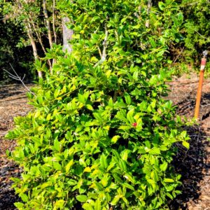 A bush with bright green, spiky leaves growing in a mulched garden area, surrounded by trees and natural vegetation.