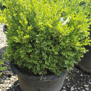 A lush, green shrub with small leaves growing in a black plastic pot on a gravel surface, photographed outdoors in bright sunlight.