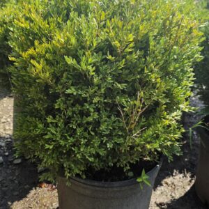 A dense, green bush with small leaves growing in a black plastic pot, placed outdoors on a sunny day.
