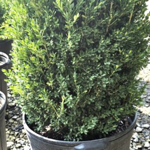 A dense, green boxwood shrub growing in a black plastic pot, placed outdoors on a gravel surface with sunlight shining on the leaves.