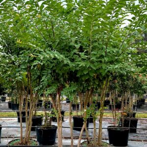 Multiple small trees with green leaves are growing in large black plastic pots at a nursery, arranged in neat rows under a partly cloudy sky.