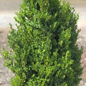 A neatly trimmed, dense green shrub with small leaves growing outdoors on a sunny day.