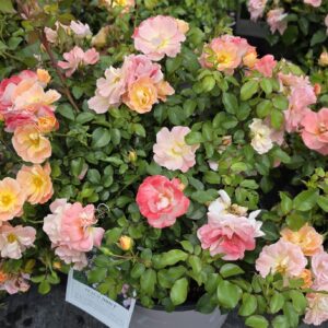 Drift Rose (Rosa 'Mei...')