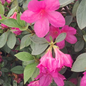 Formosa Azalea ( Rhododendron indicum 'Formosa')