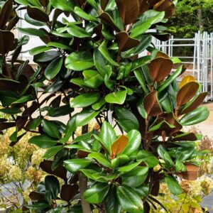 Teddy Bear Magnolia (Magnolia grandiflora 'Southern Charm')