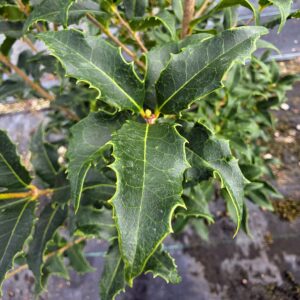 San Jose Tea Olive (Osmanthus x fortunei 'San Jose')