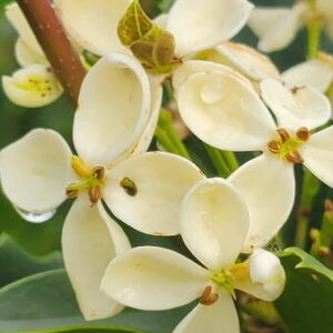 Small cluster of white flowers with yellow centers on a green leafy plant, set against a blurred outdoor background with natural light.