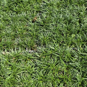 Dwarf Mondo Grass (Ophiopogon japonicus)