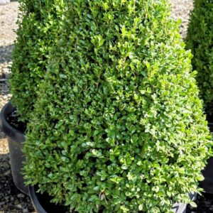 A neatly trimmed, cone-shaped green shrub in a black plastic pot, outdoors in a nursery setting with other similar plants in the background.