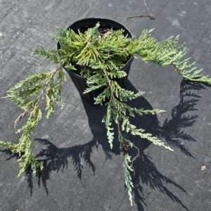 A small potted evergreen plant with long, spreading branches sits on a textured black surface, casting distinct shadows.